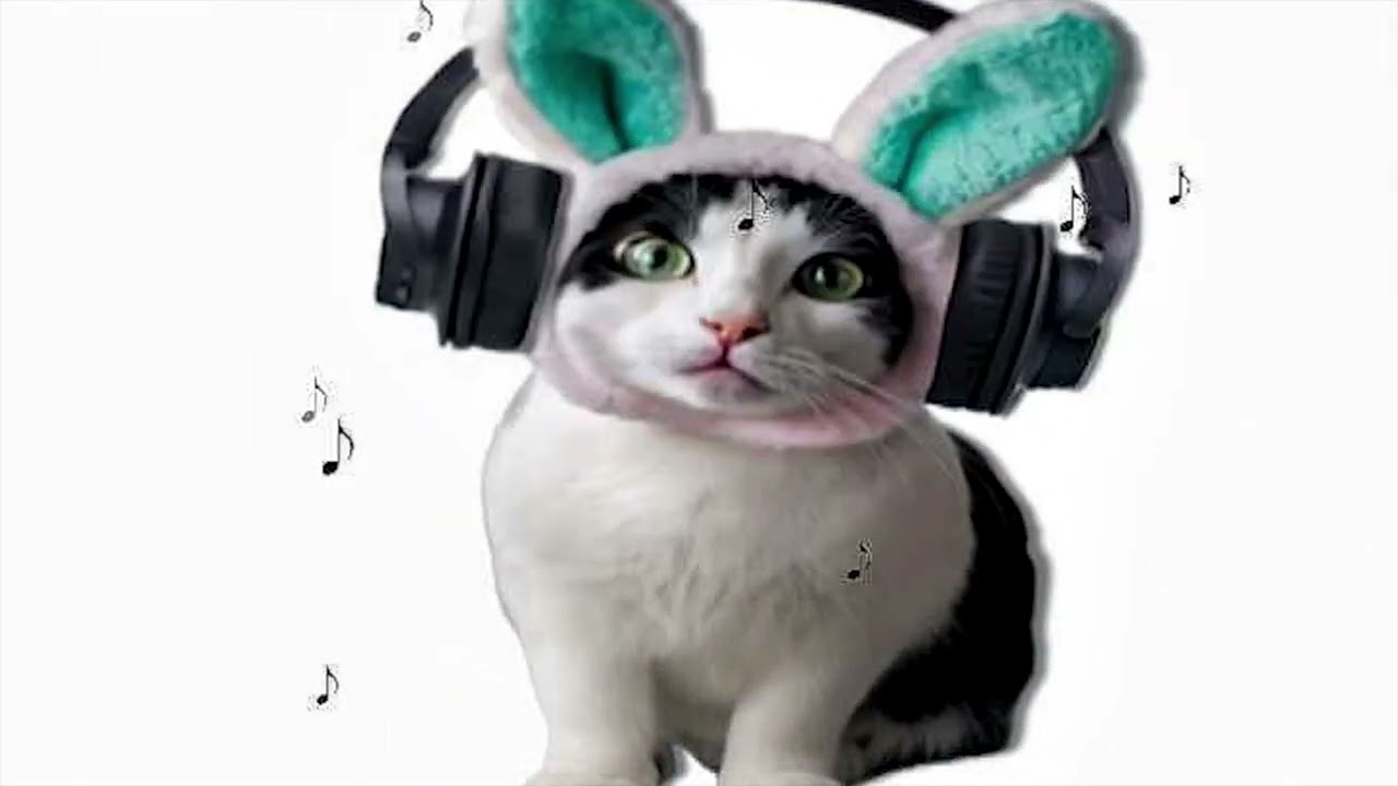 School Girl Sashimi Lyrics